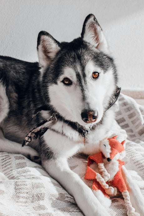 Everything You Need to Know About Pet Allergy Chews in Hawaii